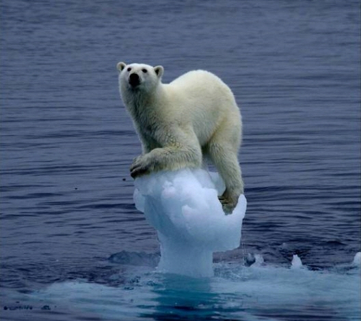 전세계가 직면하고 있는 기후위기 극복을 위해 조계종이 나선다. 사진은 지구온도 상승으로 녹은 빙하에 북극곰이 매달려 있는 모습. 사진=맥신버켓