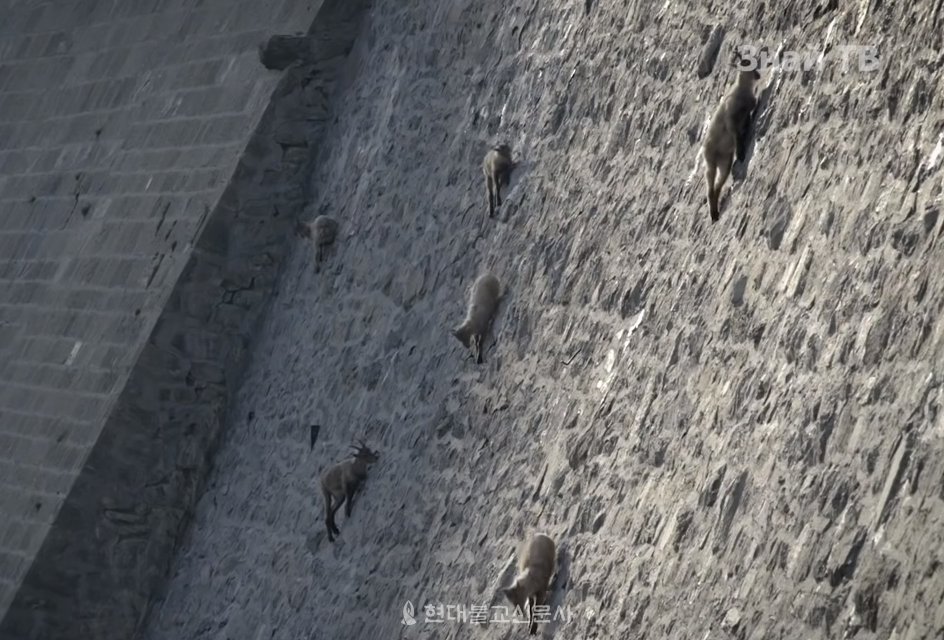 소금을 먹기 위해 벼랑을 오르내리는 산양.