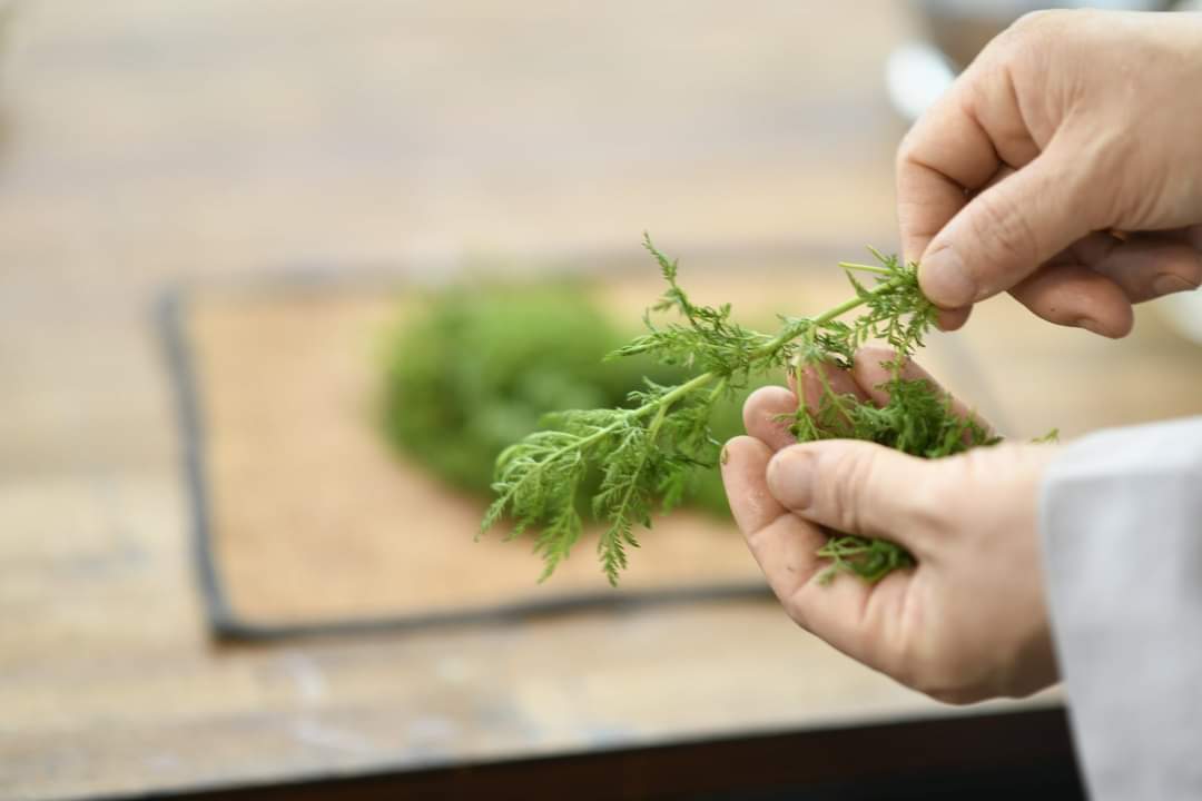 여름철에 좋은 개똥쑥차.