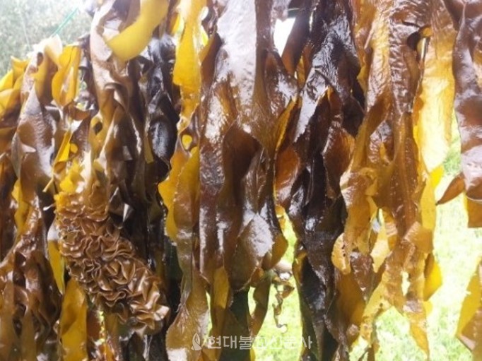 바다 속 미네랄을 토대로 살아가는 대표 해조류 미역.