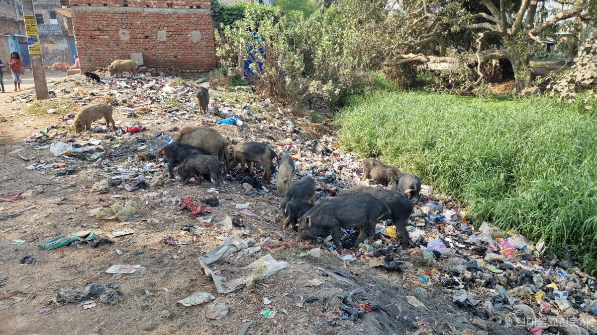 이날 인도 농촌에서 돼지를 처음 보았다. 멧돼지를 닮은 돼지들이 쓰레기를 뒤져 먹을 것을 찾고 있다. 