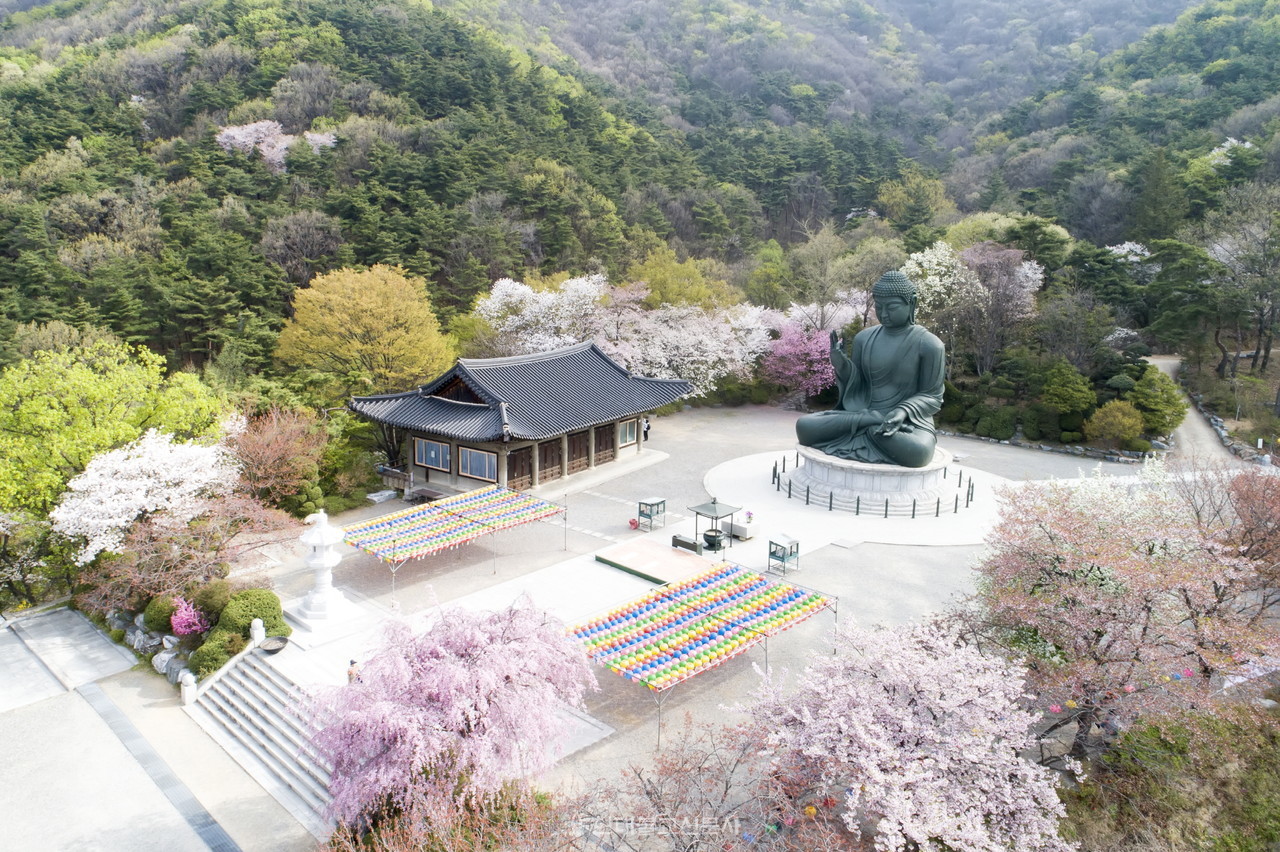 벚꽃이 만개한 태조산 각원사 전경. 1977년 조성한 청동대불이 순례객을 맞이한다.