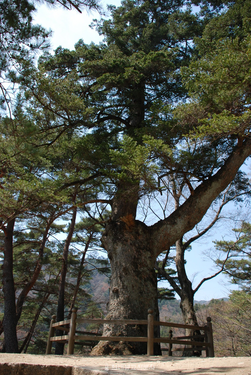 해인사 학소대 최치원 지팡이 나무.