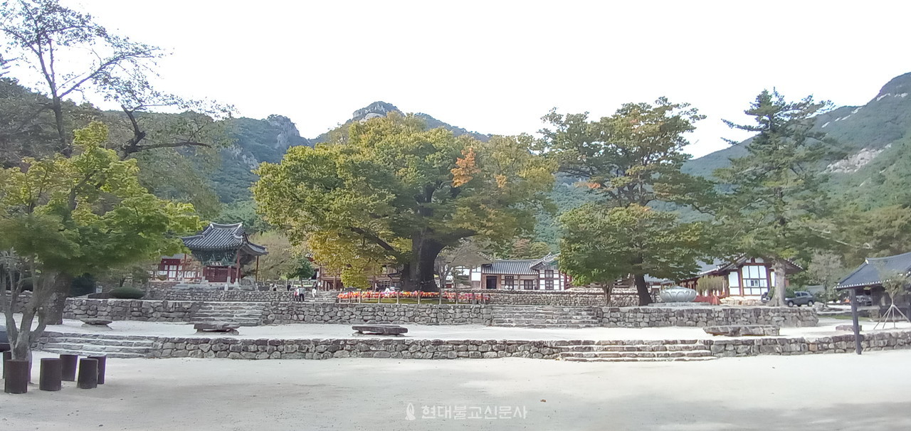 당산나무와 내소사 전경