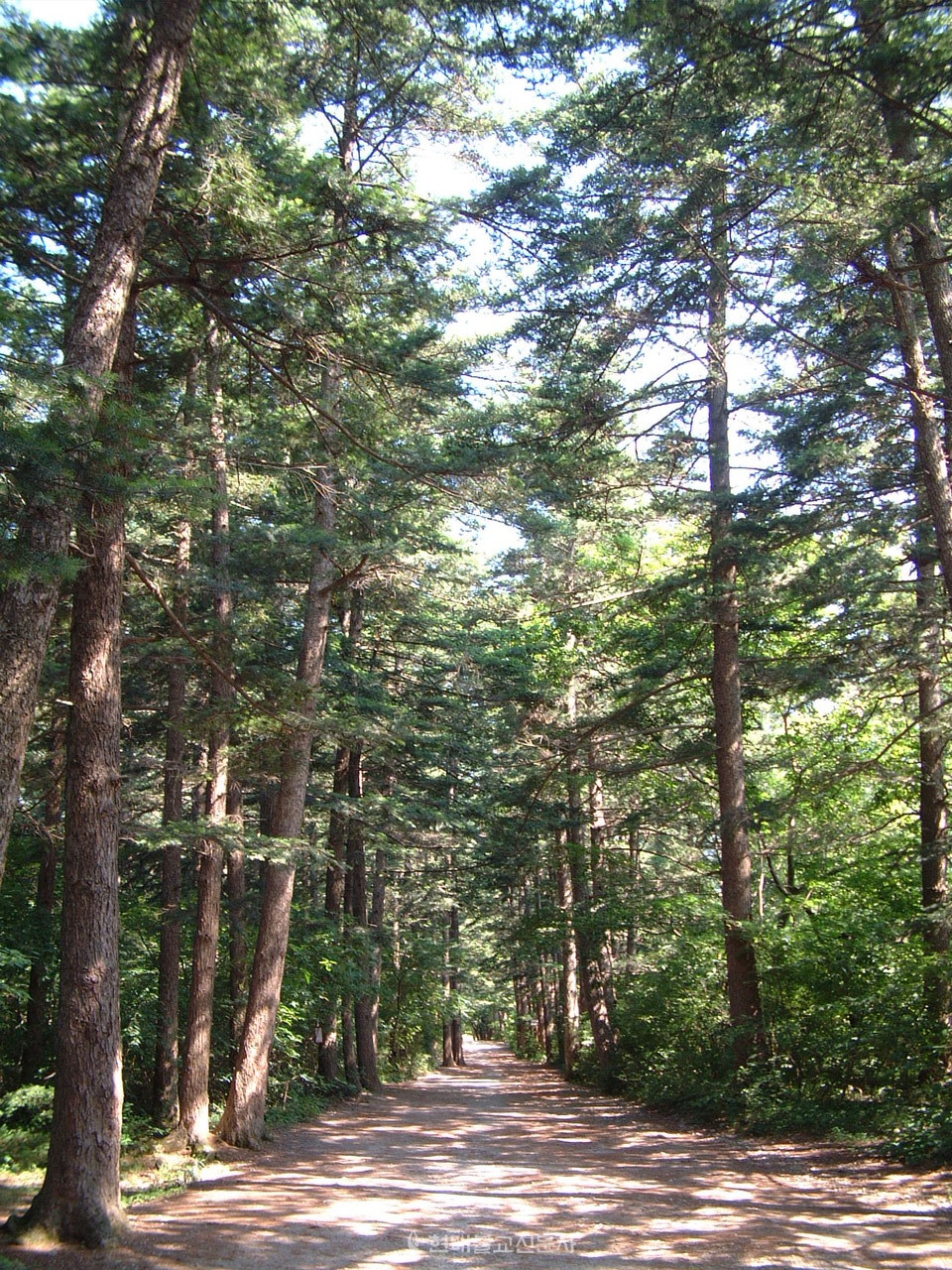 전나무 숲길.