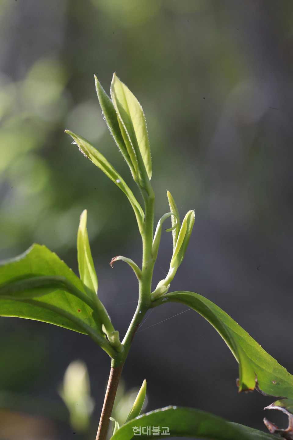 좋은 차 잎은 차의 진정한 맛과 향색의 토대가 된다.