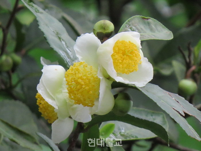 차 꽃은 10월 중순에서 11월 중순까지 핀다. 노란 꽃술, 빙설같은 꽃판, 분방한 향기가 난다. 늦가을에 피는 꽃 중에 백미라 할 수 있다.