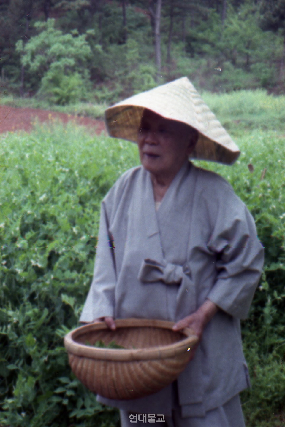 초의차를 계승한 응송 박영희 스님이 대나무 사이에서 찻잎을 따는 모습.