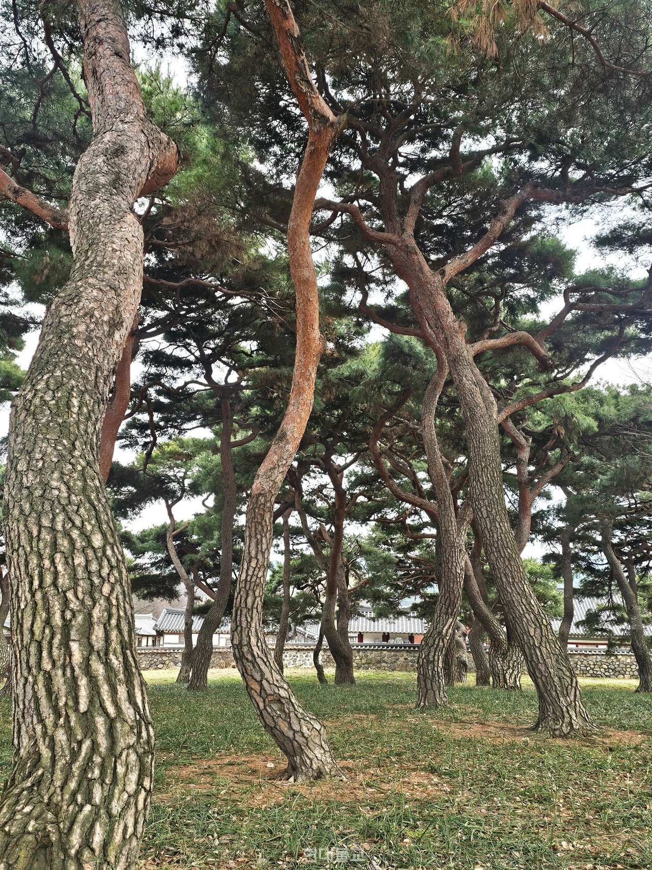 김알지 탄생설화의 계림.