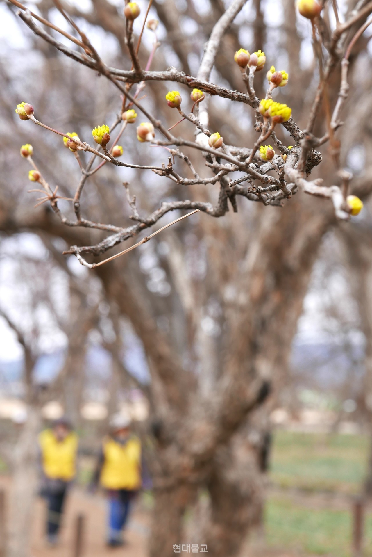월성지구에 핀 산수유. 이른 봄 잎도 나기 전에 노랗고 향기로운 꽃을 피운다.