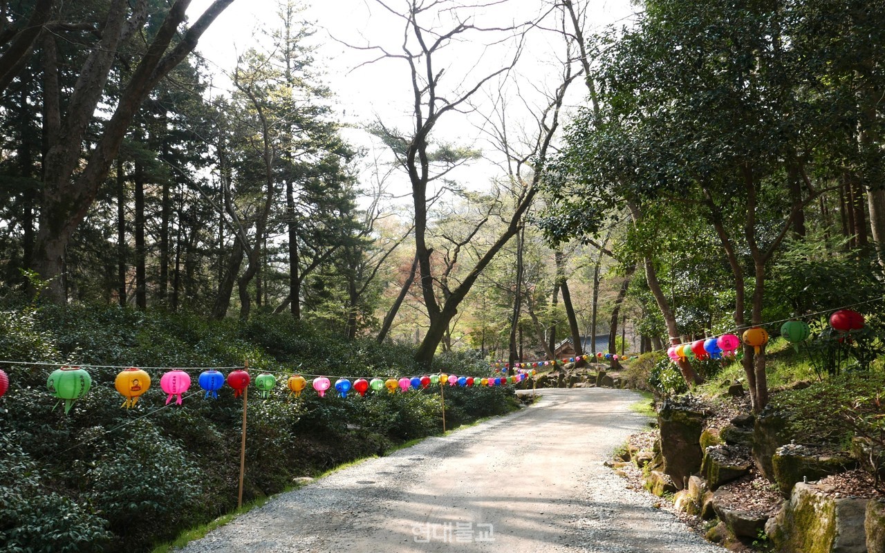 선암사로 향하는 길은 아름답다. 부처님오신날을 앞두고 선암사 가는 길 옆 야생 차밭 위로 오색 연등이 이어졌다.