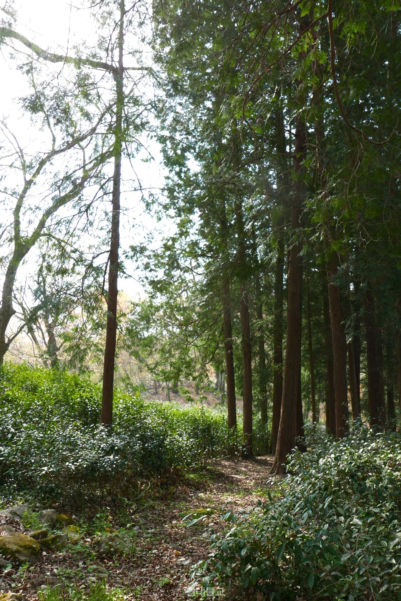 선암사 차밭은 인위적인 손길을 거두고 제 기운대로 자란 야생 그 자체다.