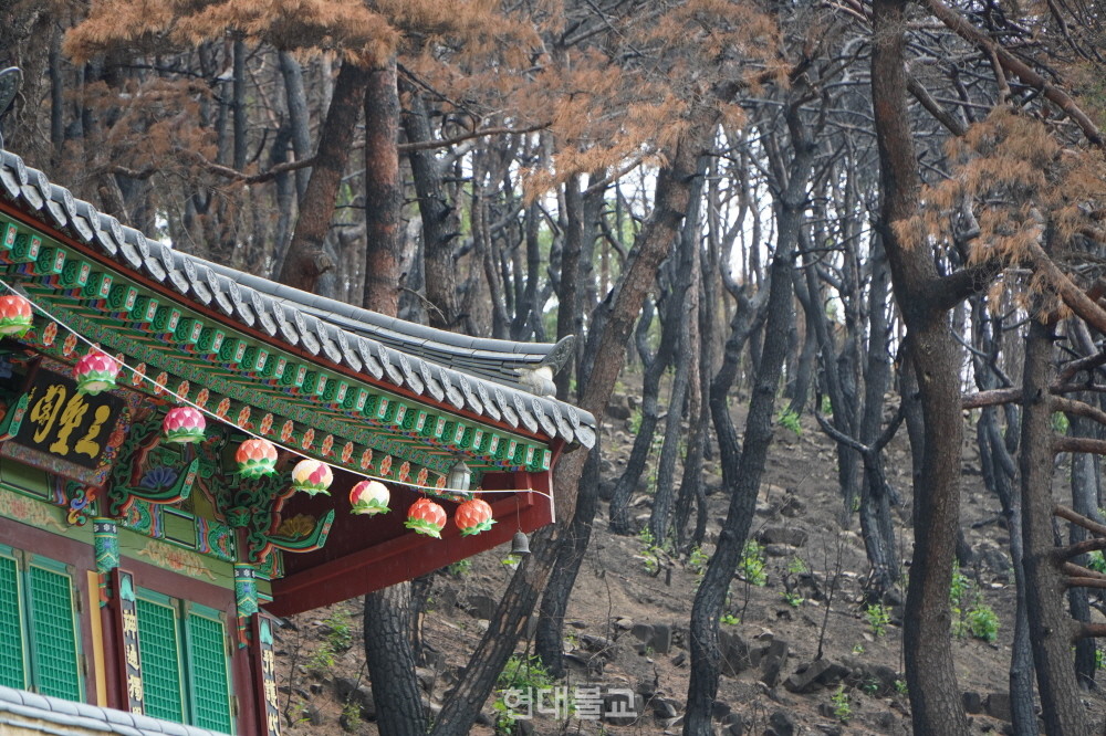 화마를 피한 삼성각 뒷편으로 불에 탄 나무들이 보인다.