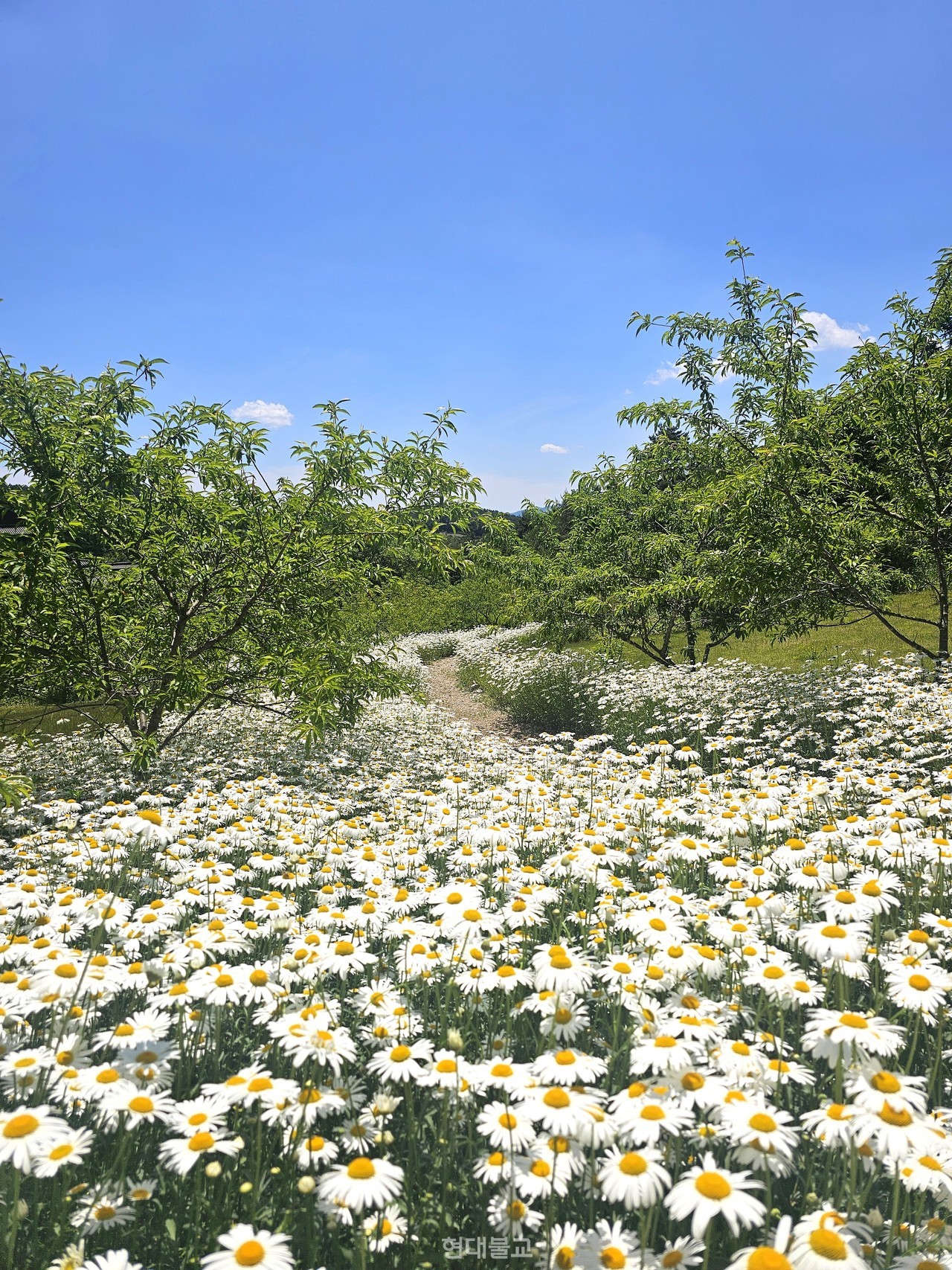 망경산사 스님들이 가꿔 온 데이지 꽃 군락.