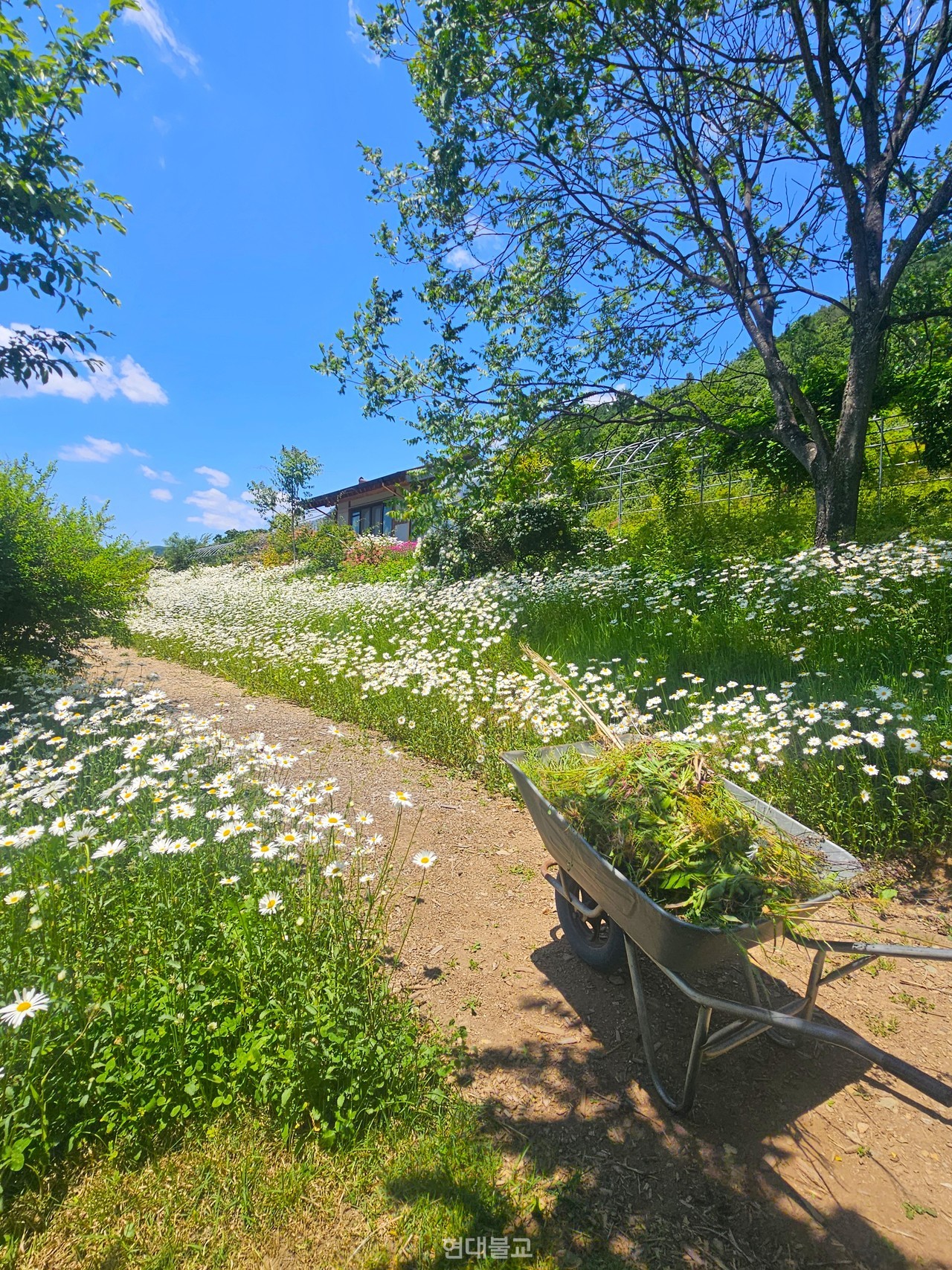 풀을 매는 데 사용하는 스님의 수레.