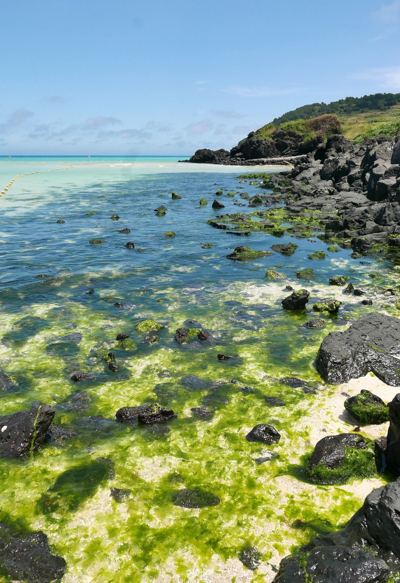 제주 함덕해수욕장 바다에 구멍갈파래가 퍼져 있다. 