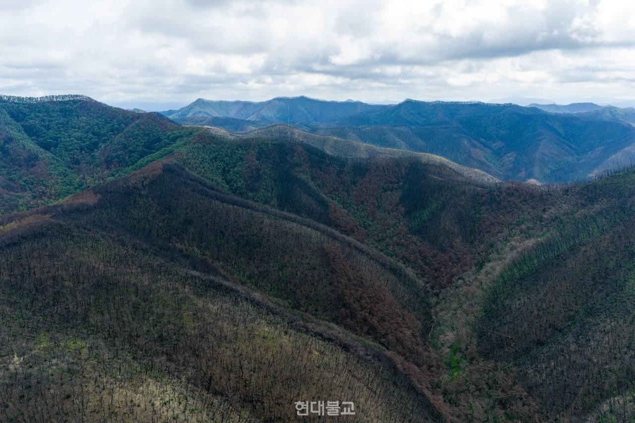 산불 피해 이후 자연 복원이 진행중인 고운사 사찰림 전경. 사진제공=불교환경연대