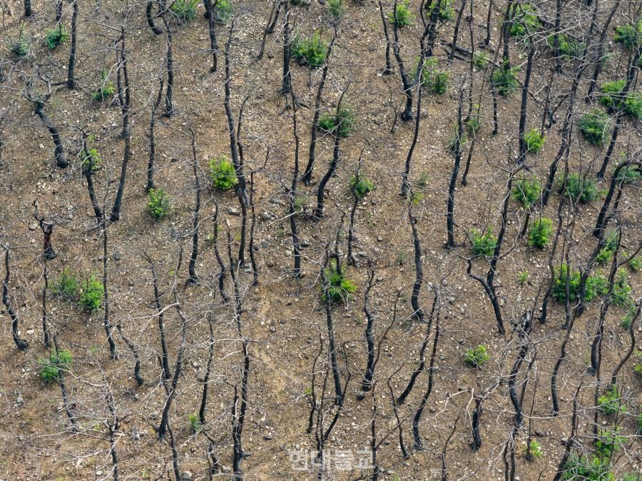 산불 피해를 입은 고운사 사찰림 바닥에서 맹아와 참나무류가 새싹을 틔우고 있는 모습. 사진제공=불교환경연대