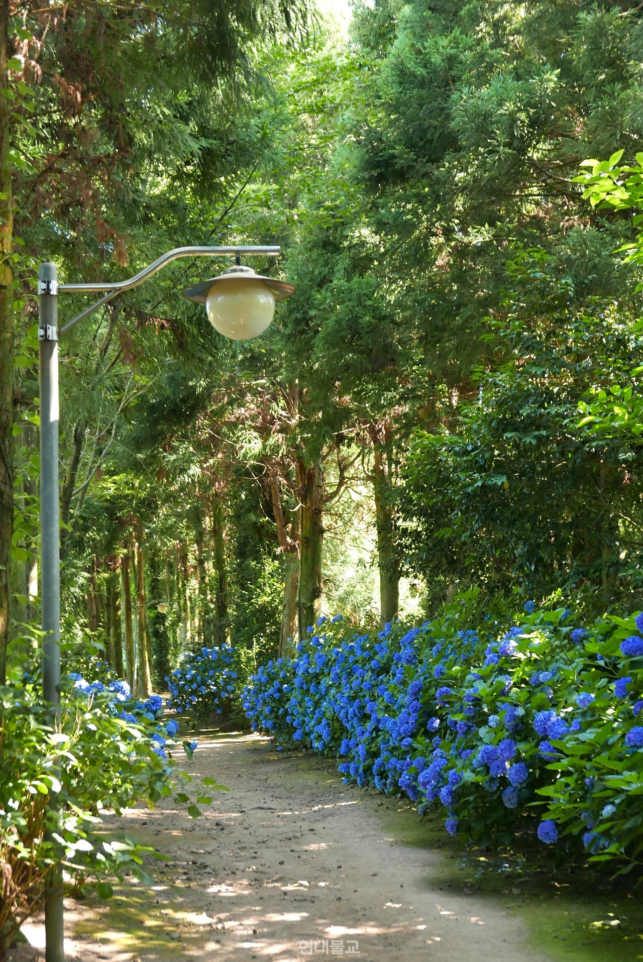 제주에서 가장 늦게까지 수국을 볼 수 있는 남국사 경내로 향하는 수국길.