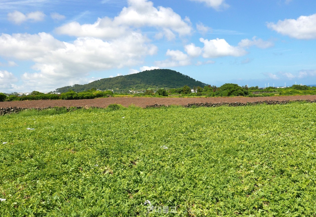 애월읍 신엄리 수박밭. 제주 수박은 풍부한 일조량과 바람 등 자연조건 덕에 당도가 높기로 유명하다. 