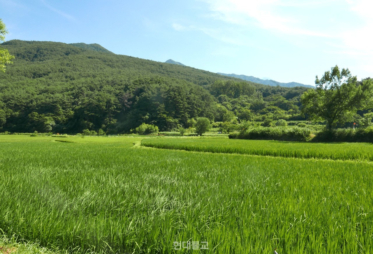실상사 경내에서 바라본 논의 풍경. 절기가 지날수록 황금 들판으로 변신할 것이다.