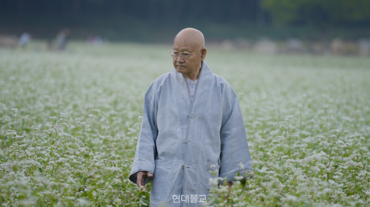 장밭뜰 메밀밭은 성파 스님의 제안으로 조성됐다. 하얀 메밀꽃 사이로 스님의 발걸음이 고요히 이어진다.
