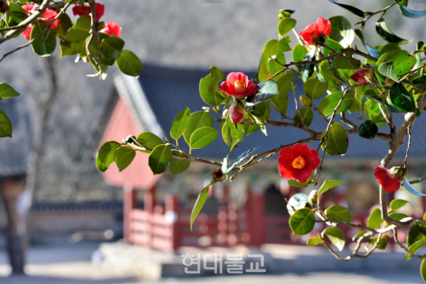 동백꽃 붉게 물든 전북 고창의 천년고찰 선운사(주지 경우스님)는 제2회 '동백꽃 추억을 담다' 핸드폰 아마추어 사진 콘테스트를 개최한다고 밝혔다.