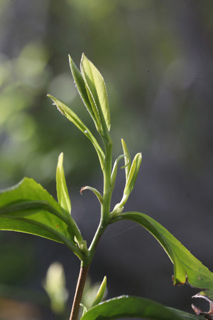[박동춘의 차 이야기] 제20회 차는 하루에 얼마나 마셔야 할까