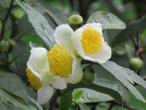 [박동춘의 차 이야기] 22. 茶의 약리적 효능