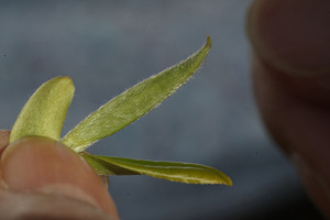 [박동춘의 차 이야기] 23. 약재로 활용된 차