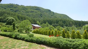 [장보배의 24번의 계절] 12. 하지_영월길을 걷다(上)