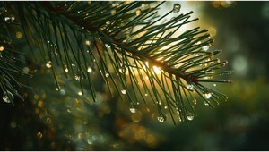 [총무원장 진우 스님의 Weekly 선명상] 38. 선악(善惡)과 업(業)